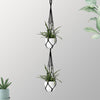 Suspension plante